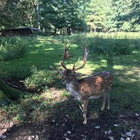 Apartamento Tiewes Bad Harzburg
